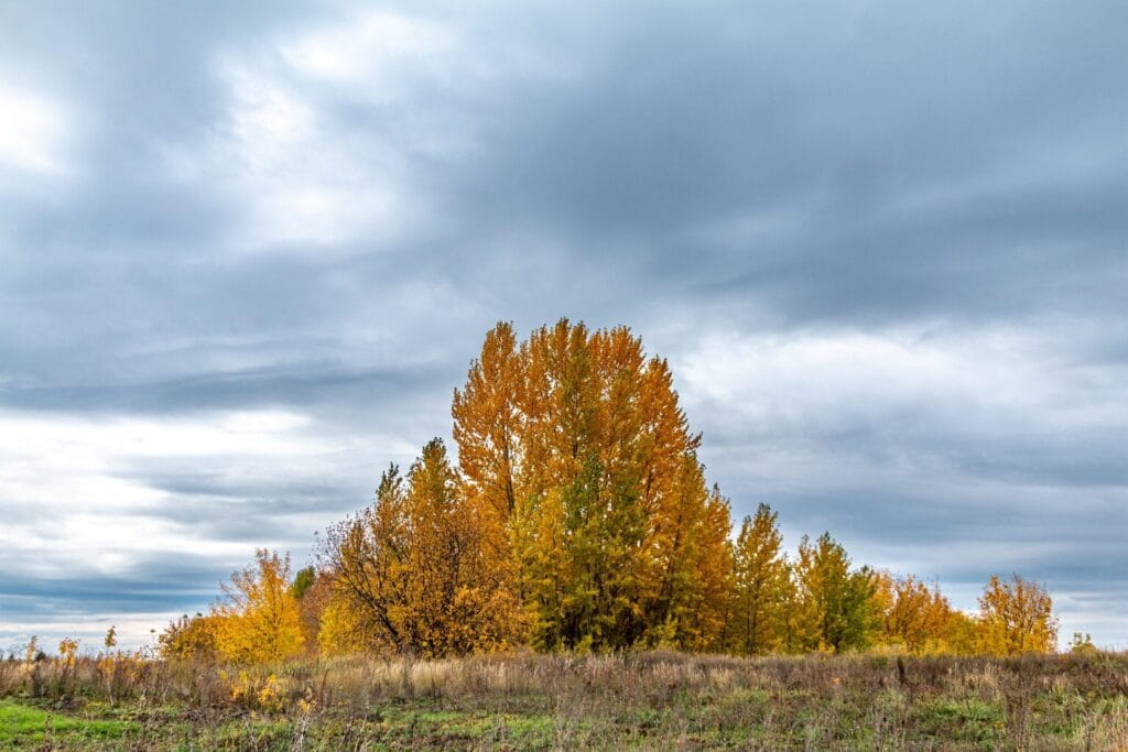 Rose Hotels Group - autumn trees against stormy clouds 2024 11 26 04 19 23 utc scaled 1