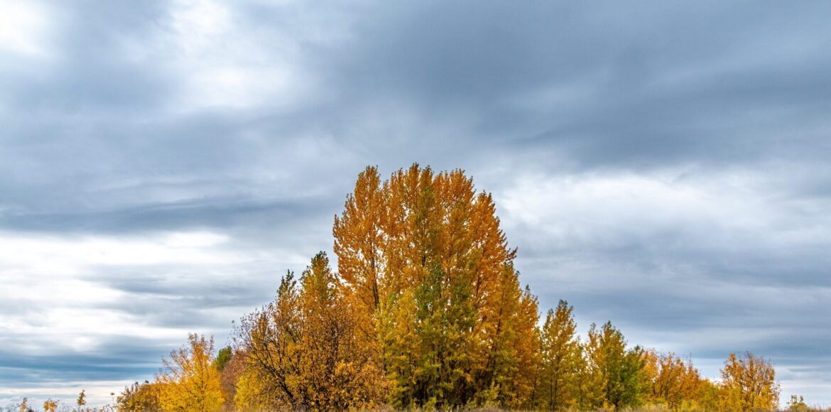 autumn-trees-against-stormy-clouds-2024-11-26-04-19-23-utc-scaled