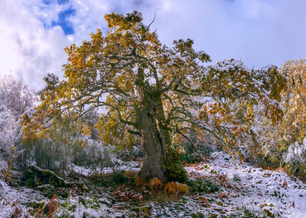 Centenary oak with autumn foliage covered by the first snow, in the mountains of Ancares, Cervantes, Lugo, Galicia