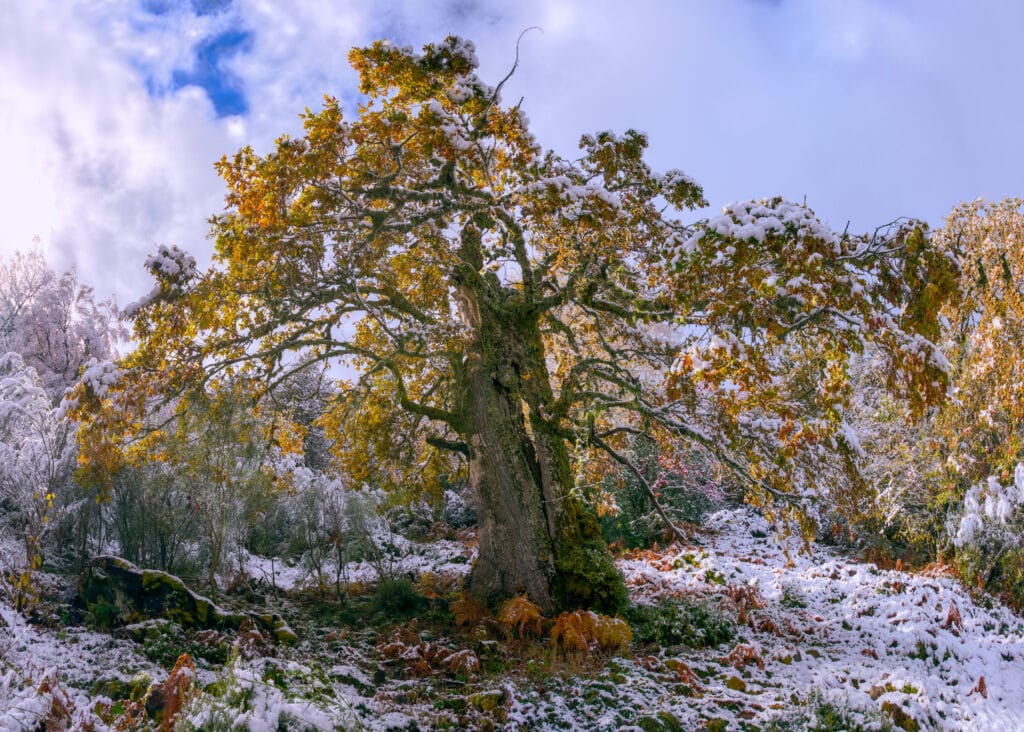 Centenary oak with autumn foliage covered by the first snow, in the mountains of Ancares, Cervantes, Lugo, Galicia